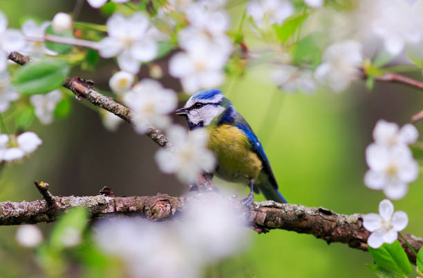 istock blue tit sitting in spring Park surrounded by the blossoming branches of Apple trees 691648462