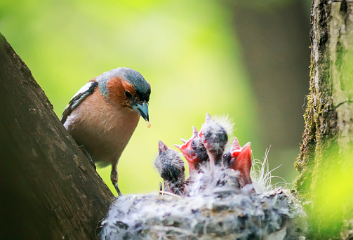 bird Chaffinch feeds its young hungry Chicks in the nest in the spring in the Park