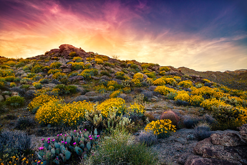 Rocky hillside covered in the golden flowers of  brittlebush flowers and asorted desert cacti at sunset, along the ridge of Culp Canyon, Anza-Borrego Desert State Park, in the Colorado Desert, San Diego County, California.