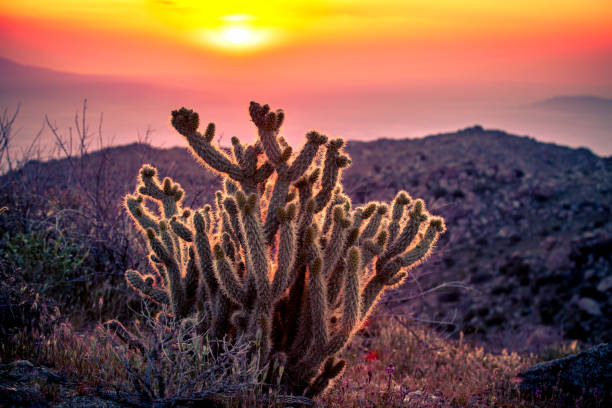 istock Gander's Cholla Cactus At Sunrise, Anza-Borrego Desert State Park 691649274