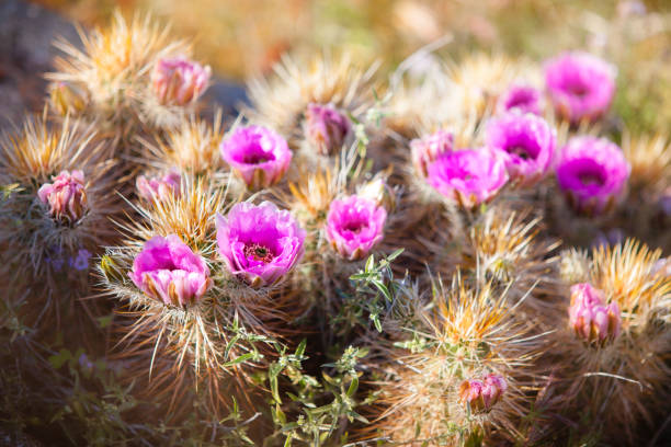 flowering strawberry hedgehog cactus, anza-borrego desert state park - cactus hedgehog cactus flower desert imagens e fotografias de stock