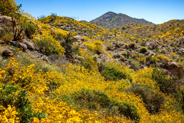 istock Plum Canyon Vibrant With Brittlebush & Desert Plants In Bloom 691649378