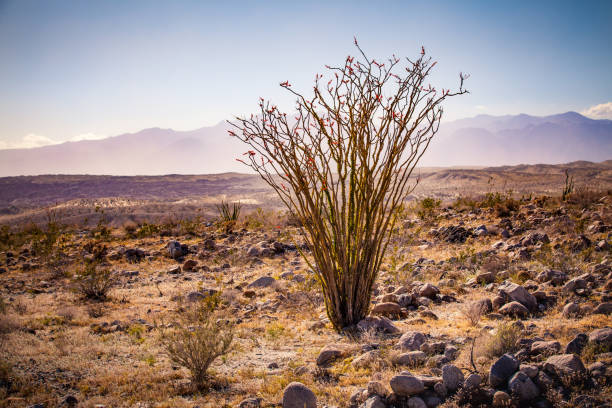 Ocotillo in the Borrego Valley desert landscape, in the Colorado Desert near the Borrego Badlands, San Diego County, California.