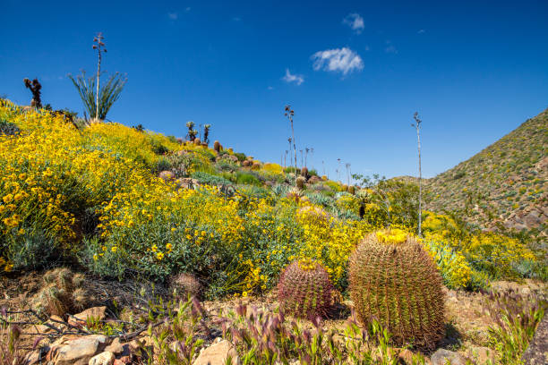 istock Plum Canyon Vibrant With Brittlebush & Desert Plants In Bloom 691652724