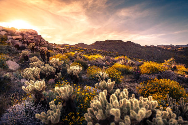 istock Culp Canyon Covered in Brittlebush & Teddy-Bear Cholla At Sunset 691653264