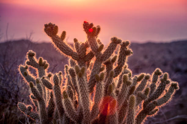 istock Gander's Cholla Cactus At Sunrise, Anza-Borrego Desert State Park 691655632