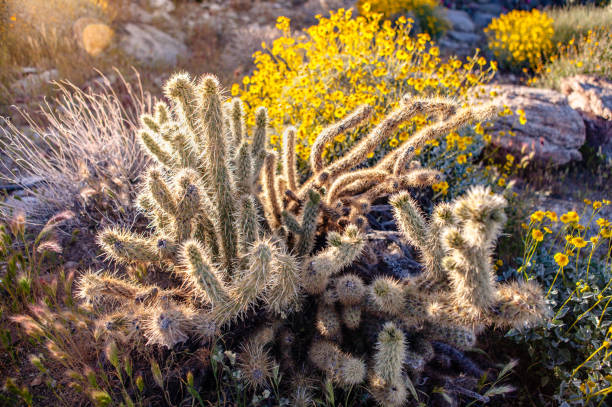 istock Gander's Cholla Cactus Among Desert Grasses & Brittlebush 691655732