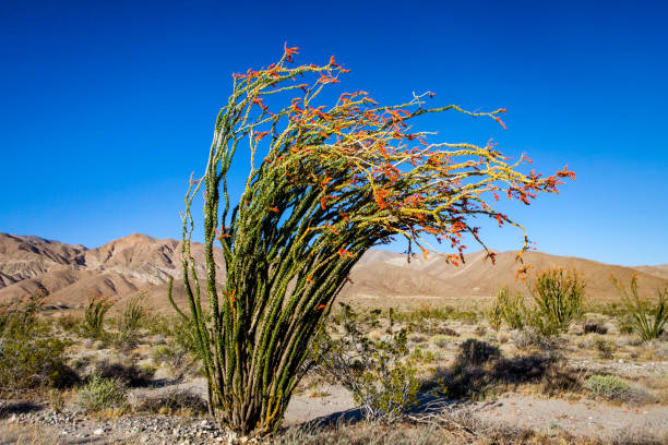 istock Windswept Ocotillo in Bloom, Anza-Borrego Desert State Park 691656116