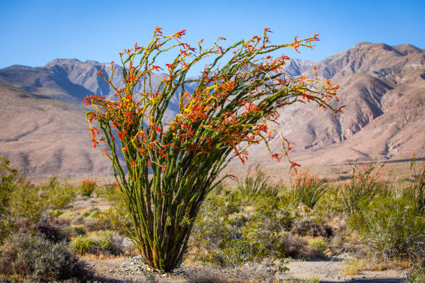 istock Windswept Ocotillo in Bloom, Anza-Borrego Desert State Park 691656202
