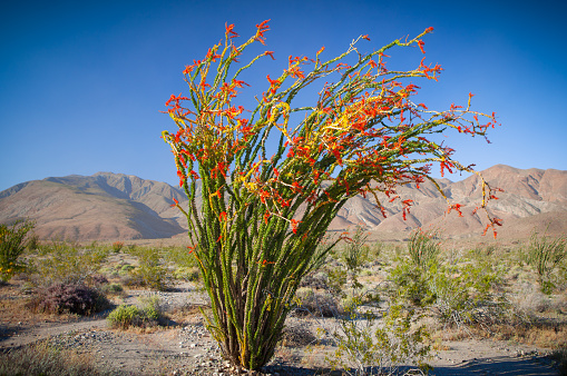Windswept ocotillo with red flowers in bloom, Santa Rosa Mountains in the background, Anza-Borrego Desert State Park, in the Colorado Desert, San Diego County, California.