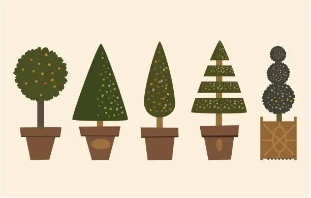 Vector illustration of Decorative Garden Trees in pots. Potted Plants.