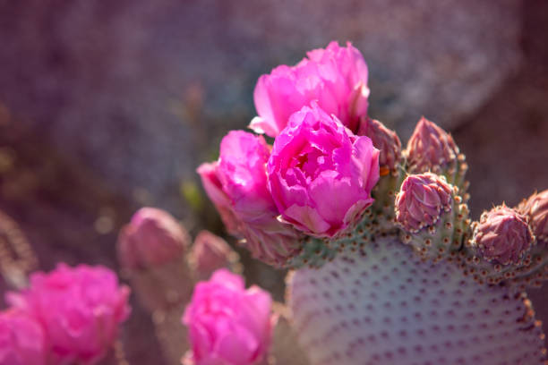 Close-up Beavertail Prickly Pear Cactus Flower, Anza Borrego State Park stock photo