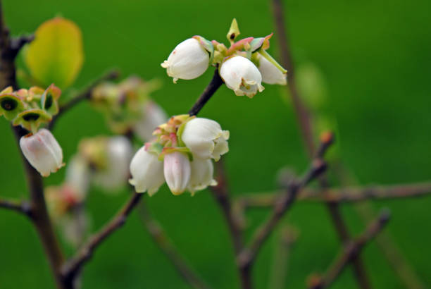 A close-up shows an inflorescence of unripe fruits, possibly blueberries, with pink and green hues, contrasting against a blurred green leaf background.