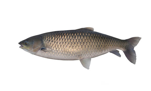 istock Amur (grass carp) isolated on white. Fish trophy 691658630