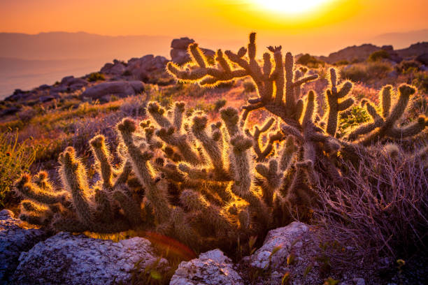 Gander's Cholla Cactus At Sunrise, Anza-Borrego Desert State Park Gander's cholla cactus in the mountains above the western edge of Borrego Valley, backlit by the rising sun over the Salton Sea in the distance, Anza-Borrego Desert State Park, in the Colorado Desert, San Diego County, California. anza borrego desert state park stock pictures, royalty-free photos & images