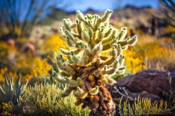 istock Teddy-Bear Cholla, Anza-Borrega Desert State Park 691658906