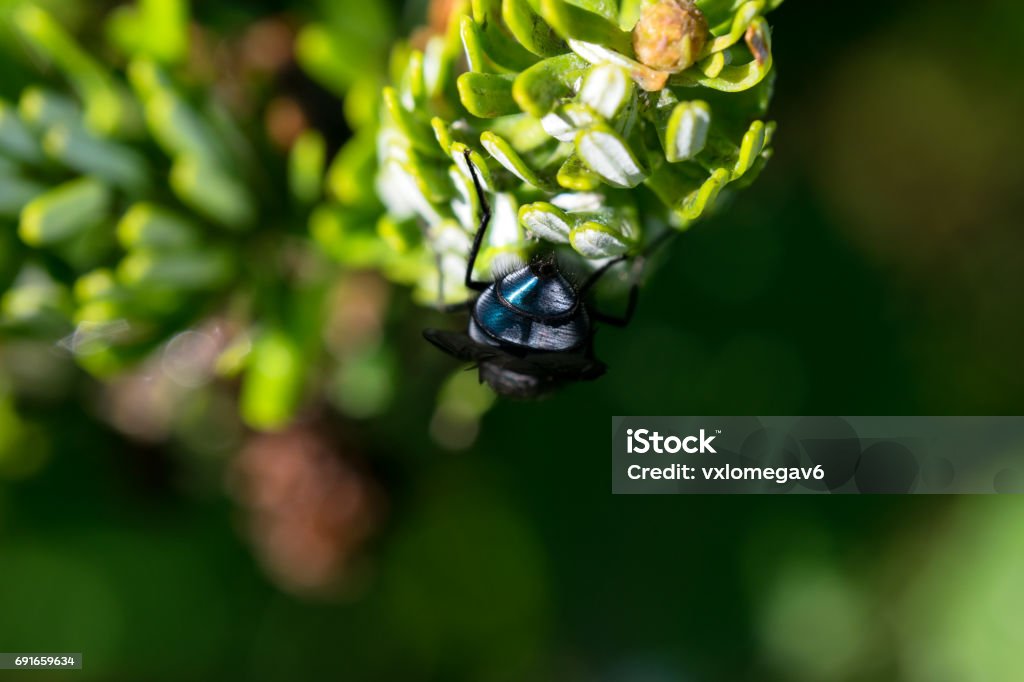 Bluebottle fly / Insect This fly from what i could tell was drinking some water left behind from a rain shower from a few hours before taking this picture. Animal Stock Photo