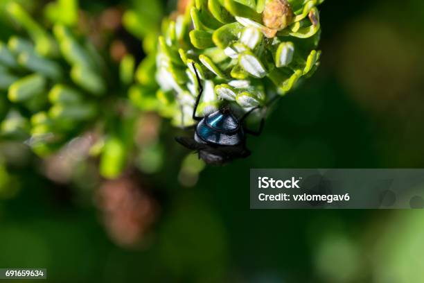 Bluebottle Fly Insect Stock Photo - Download Image Now - Animal, Animal Body Part, Animal Hair