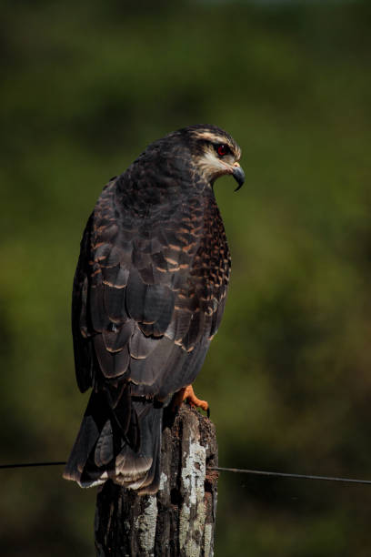istock A snail kite - Rostrhamus sociabilis 691662246