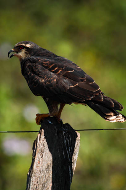 istock A snail kite - Rostrhamus sociabilis 691662334