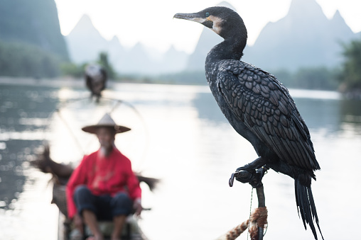 A native fisherman of Yangshuo China on his raft on Li river and his cormorant birds