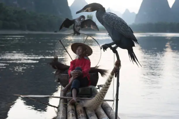 Photo of Cormorant and master in Yangshuo