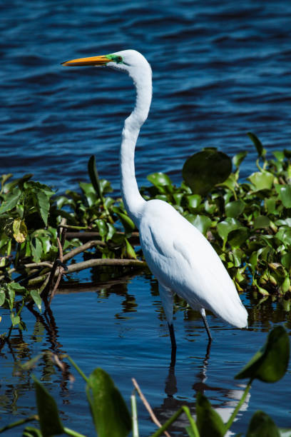 istock The great egret (Ardea alba), also known as the common egret, large egret, great white egret or great white heron 691666928