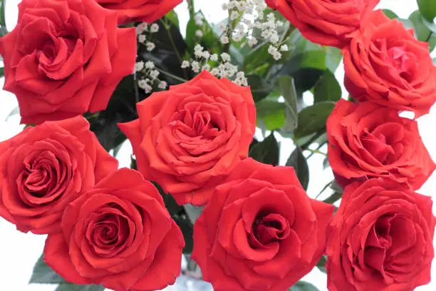 Bouquet of pretty red roses with babys breath and green leaves seen from above. White background behind beautiful red roses with babys breath and green leaves.