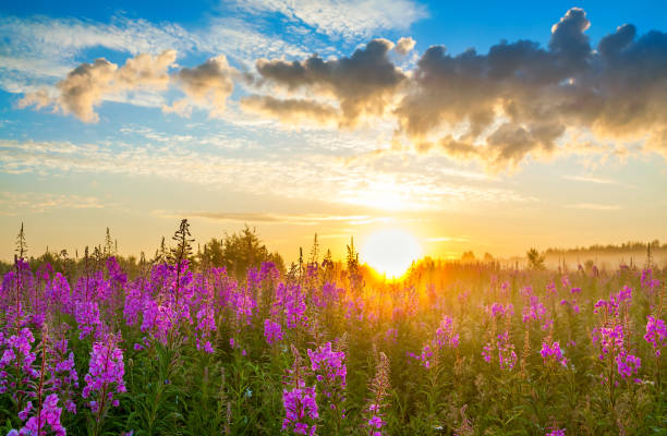 istock rural landscape with sunrise  and  blossoming meadow 691667212
