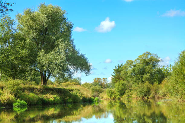 istock summer rural landscape with river and forest. 691669950