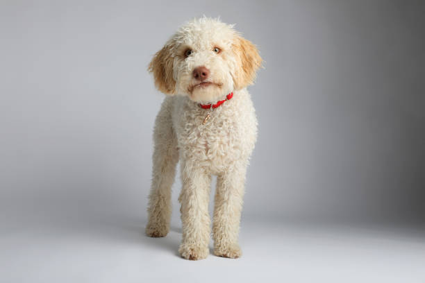 Lagotto Romagnolo is a purebred Italian dog bred for hunting truffles. Isolated on white background