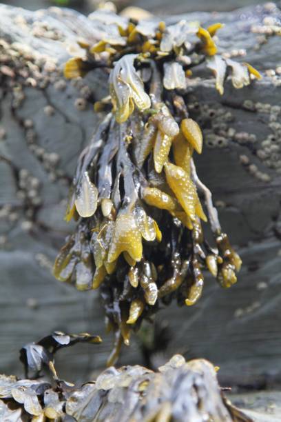 istock Seaweed on rocks at low tide , Bladderwrack 691673130