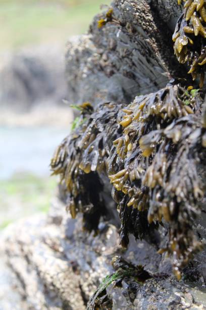 istock Seaweed on rocks at low tide , Bladderwrack 691673140