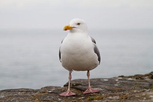 seagull perched on harbour wall