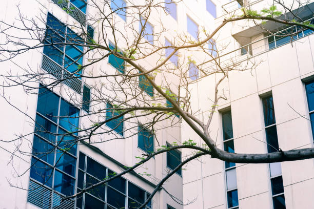 istock Tree branch in front of office building, green building concept. 691676230