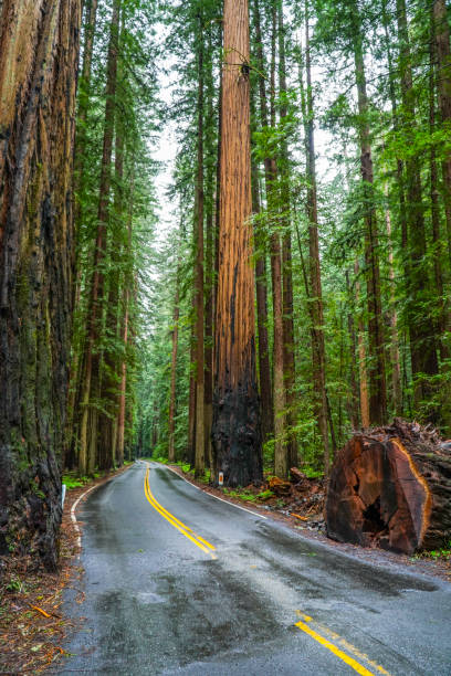 istock The Giant red Cedar trees at Redwoods National Park 691678592