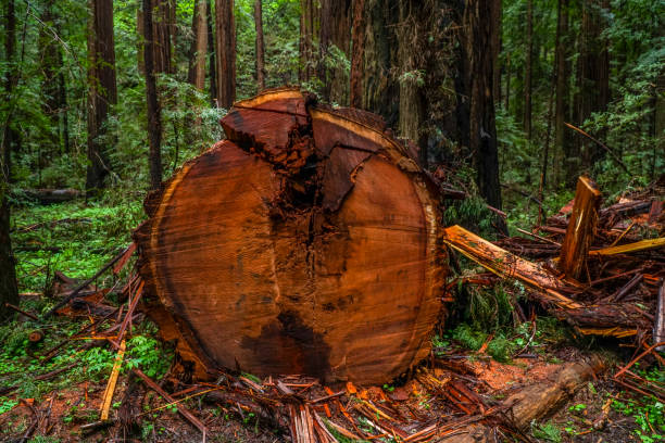 istock The Giant red Cedar trees at Redwoods National Park 691678648