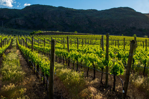 istock Beautiful Vineyard in Springtime: Rows of Grapes Backlit by the setting sun 691678804