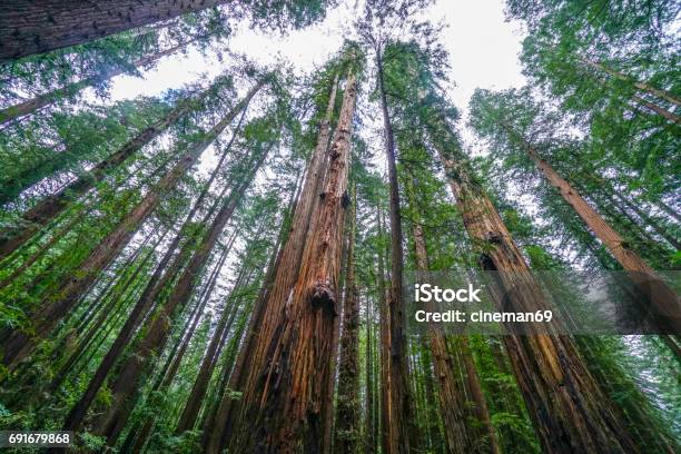 Đại Lộ Người Khổng Lồ Tại Công Viên Quốc Gia Redwood Hình ảnh Sẵn có - Tải xuống Hình ảnh Ngay bây giờ
