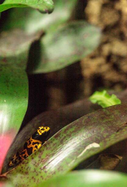 istock Bumble bee poison dart frog Dendrobates leucomelas 691684866