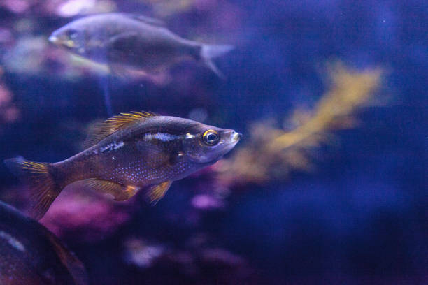 peixe de bocaccio sebastes paucispinis - rockfish - fotografias e filmes do acervo