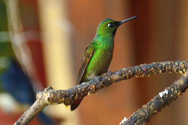 colibrí verde - agile wallaby fotografías e imágenes de stock
