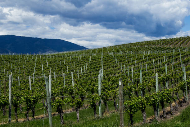 istock Vineyard in Springtime: Rows and Rows of Grapes under a cloudy sky 691692522