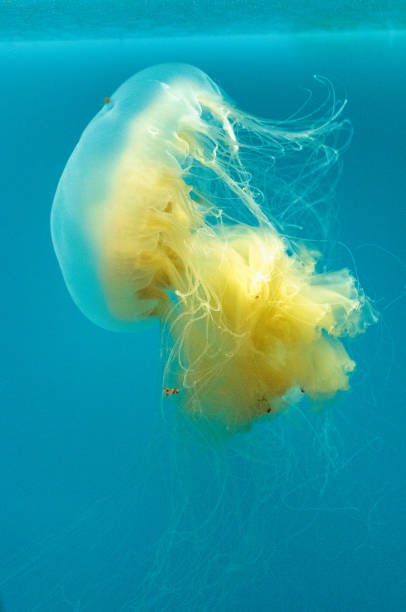 istock Egg yolk jelly Phacellophora camtschaitica 691692648