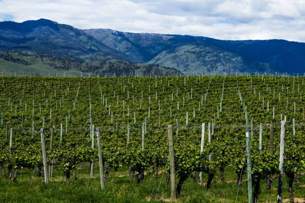 istock Vineyard in Springtime: Rows and Rows of Grapes under a cloudy sky 691692748