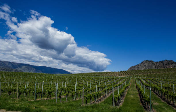 istock Vineyard in Springtime: Rows and Rows of Grapes under a blue sky 691692790