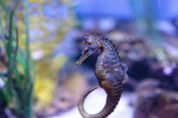 istock Pacific seahorse Hippocampus ingens 691692994