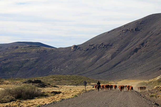 gauchos i stado krów w argentynie - cowboy horseback riding nature blue zdjęcia i obrazy z banku zdjęć