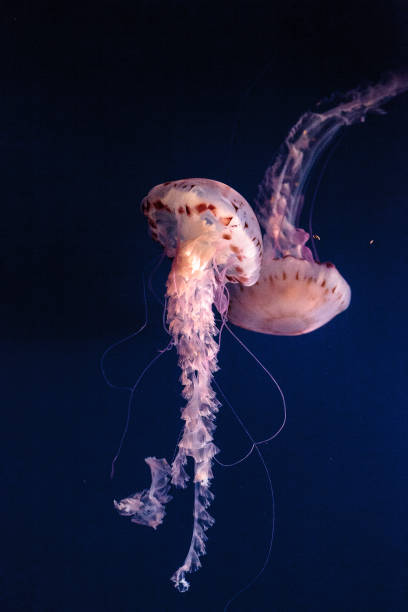 istock Purple striped jellyfish Chrysaora colorata 691693518