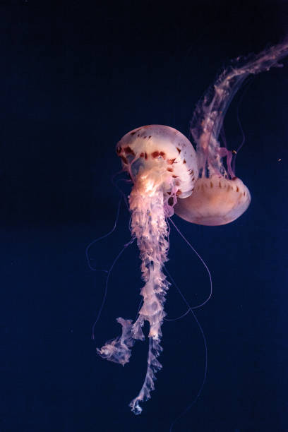 istock Purple striped jellyfish Chrysaora colorata 691693542